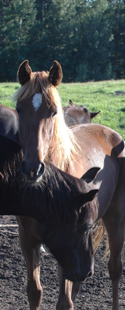 Misty - two year old filly